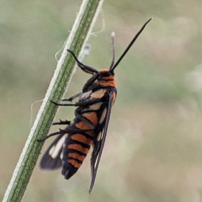 amata huebneri