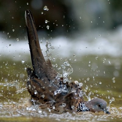 Dove bird take a bath...