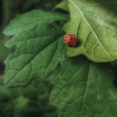 Nature...🌿🐞