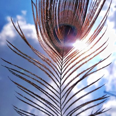 Feather🪶..