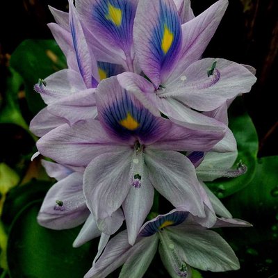 Bunga Eceng Gondok ( Eichornia Crassipes Flowers)