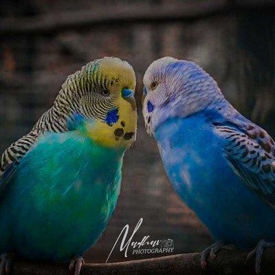 Love birds ❤️
