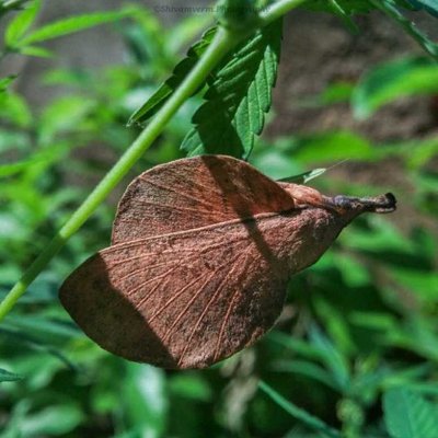 Leaf or insect 