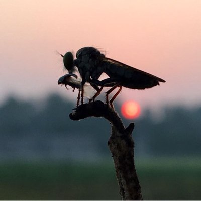 Robber fly