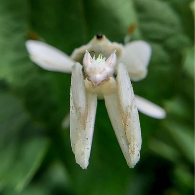 Hymenopus Coronatus || Belalang Anggrek