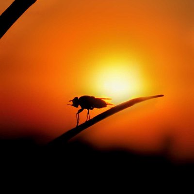 Rao Aryan Photography 