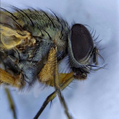 Dead Fly