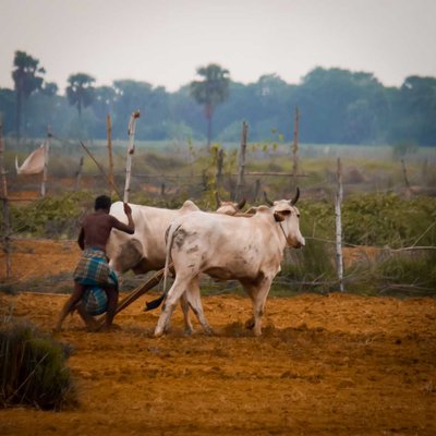 farmer 