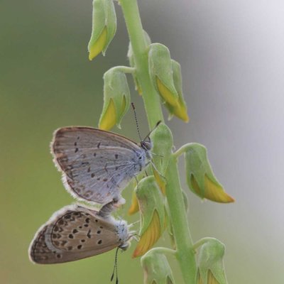 Pseudozizeeria maha