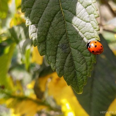 Good Morning! ☀️🌻🐞