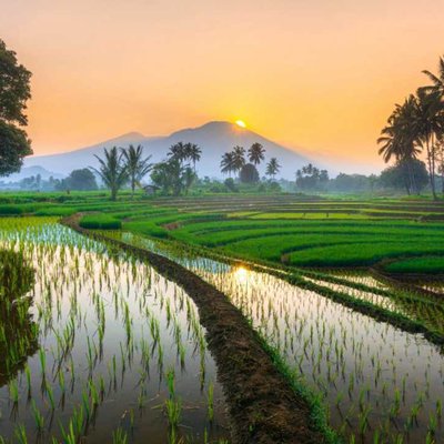 the beauty of the rural rice fields of North Bengkulu