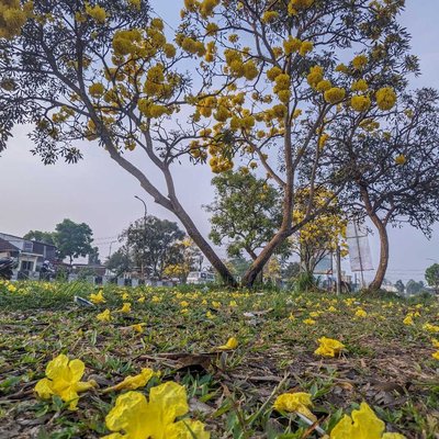 Lapacho (Handroanthus impetiginosus)