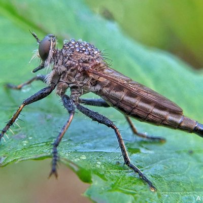 Robber Fly 