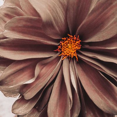 Dahlia 📸