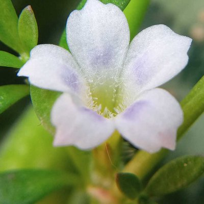 Bunga rumput mutiara
