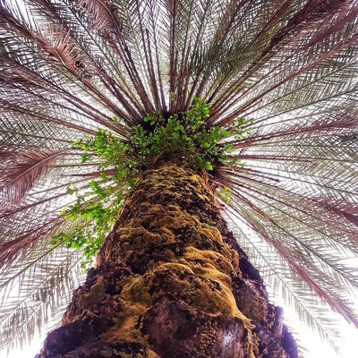batang pohon palm