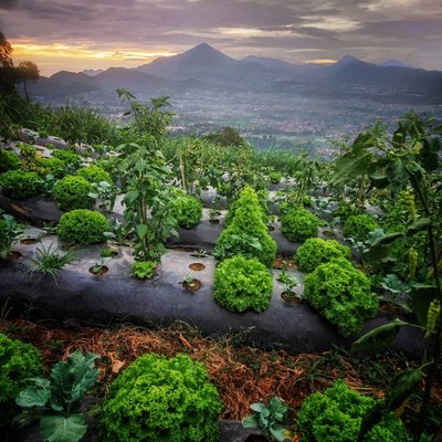 Gunung Putri Lembang 