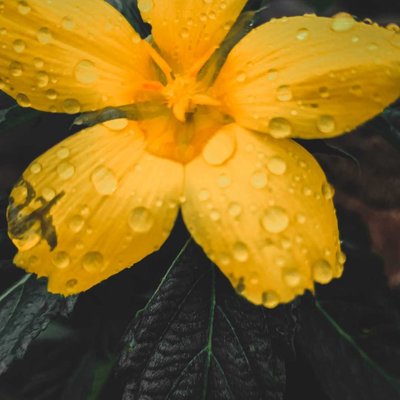 Turnera ulmifolia🤗