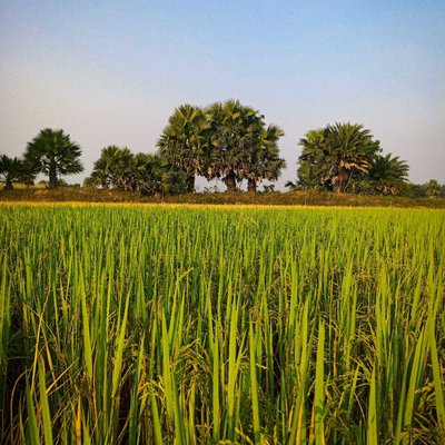আবার আসিব ফিরে 
