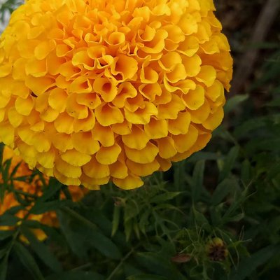 Marigold 💛