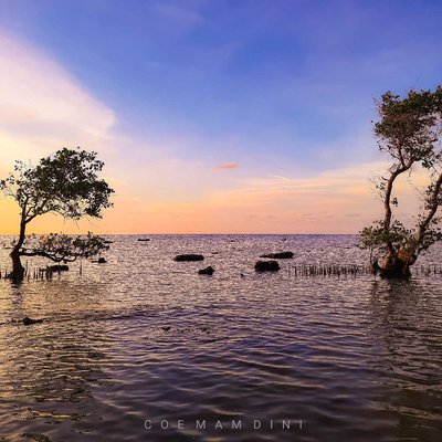 Pohon Mangrove