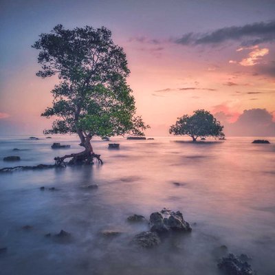 Two Trees at Sunrise