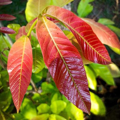 beauty of leaves 😍