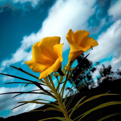 Yellow Flower 