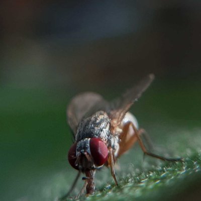 Macro