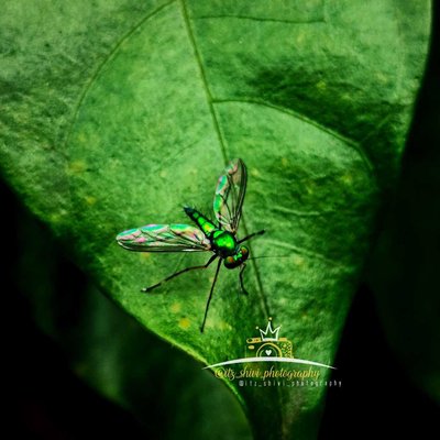 Condylostylus insect 