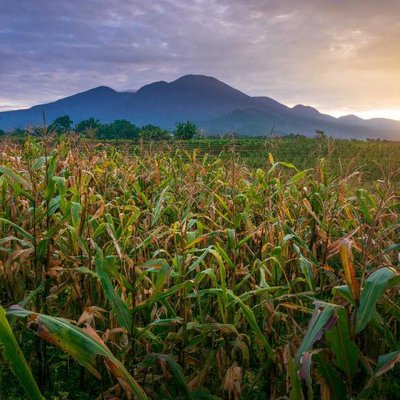 morning view on corn farmland