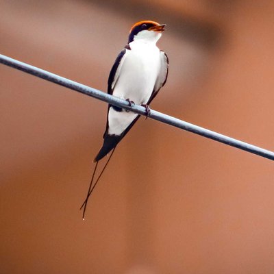 "Wire-tailed Swallow"