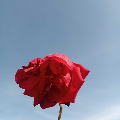 mawar merah