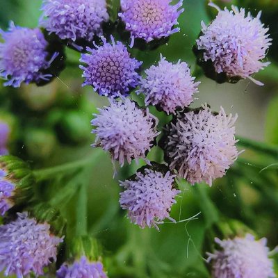 Blue Mink Flower 💜💚