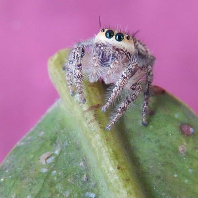 Laba-Laba Loncat (Jumping Spider),