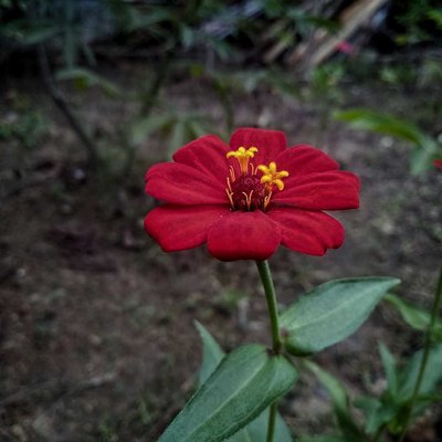 Zinnia Merah