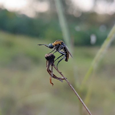 Toxophora