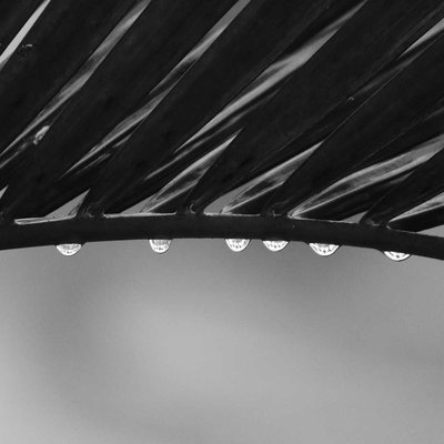 Palm Leaf and Rain Drops