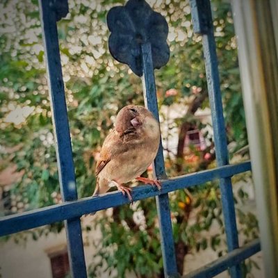 cute sparrow bird❤️💫
