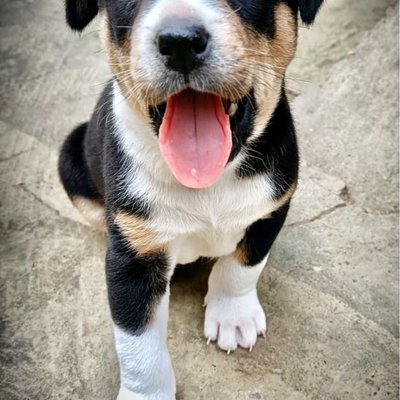 Puppy 