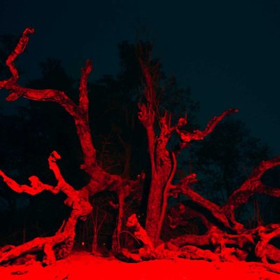 burning forest