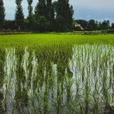 Paddy Field 