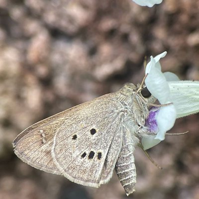 Suastus gremius