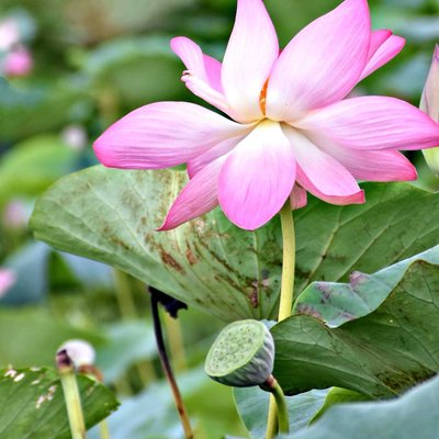 the lotus
