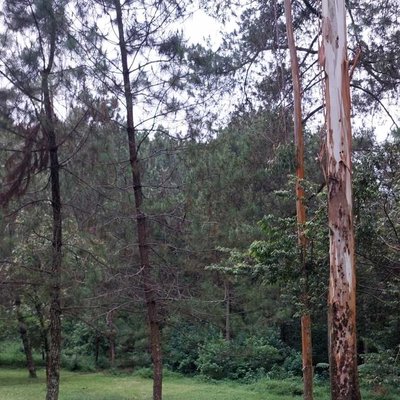 Orchid Forest Cikole( Outbond)