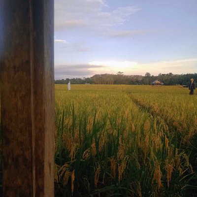 what are the benefit of paddy?