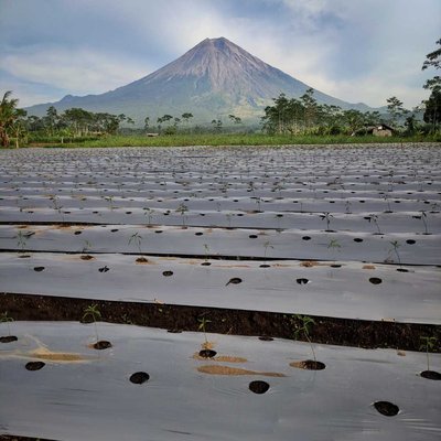 Sarkawi Lumajang
