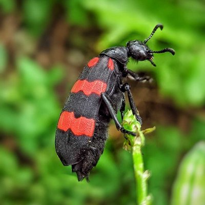 Kumbang Melepuh (Mylabris pustulata) 