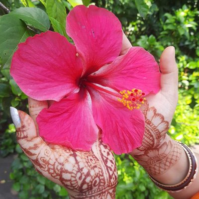Flower in Bloom