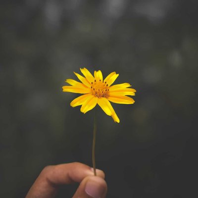 🌻✨